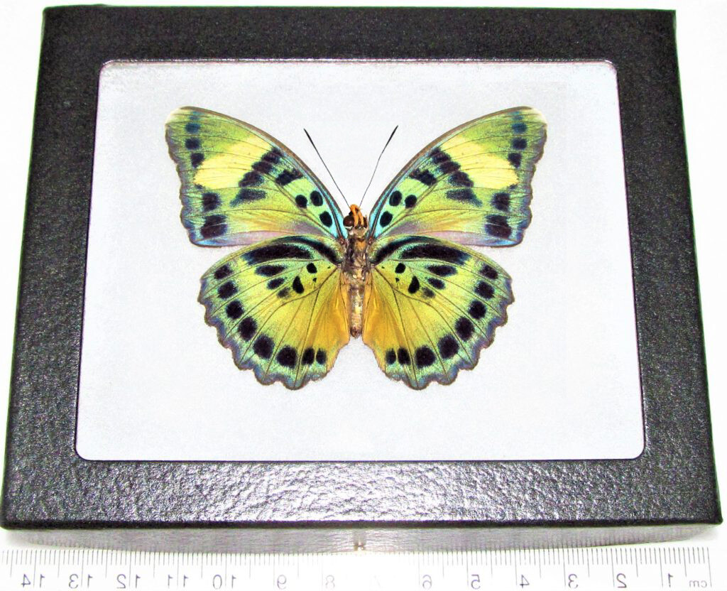 Euphaedra blue green verso butterfly Africa framed