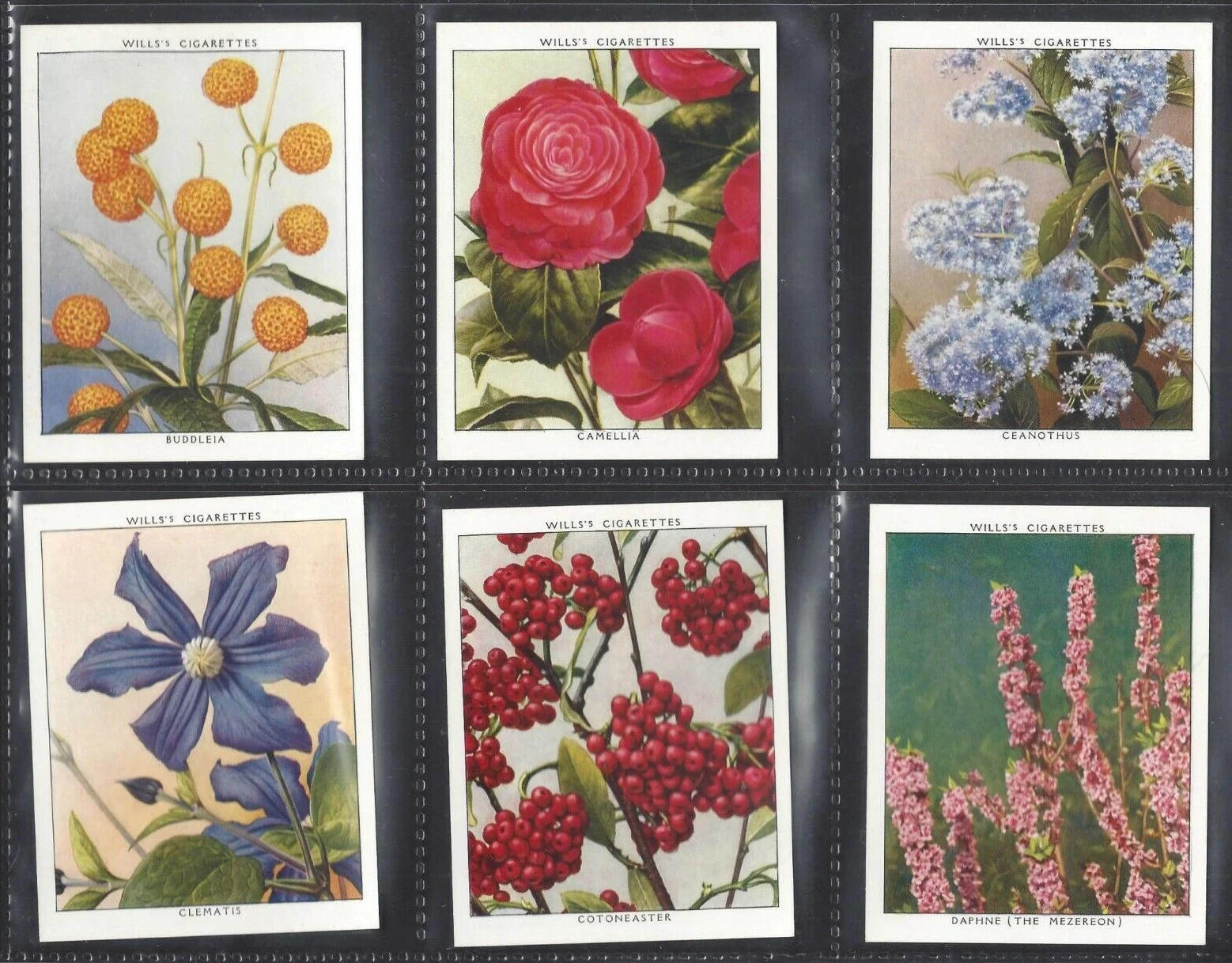1938 W. D. & H. O. WILLS GARDEN FLOWERS NEW VARIETIES 40 TOBACCO CARD SET