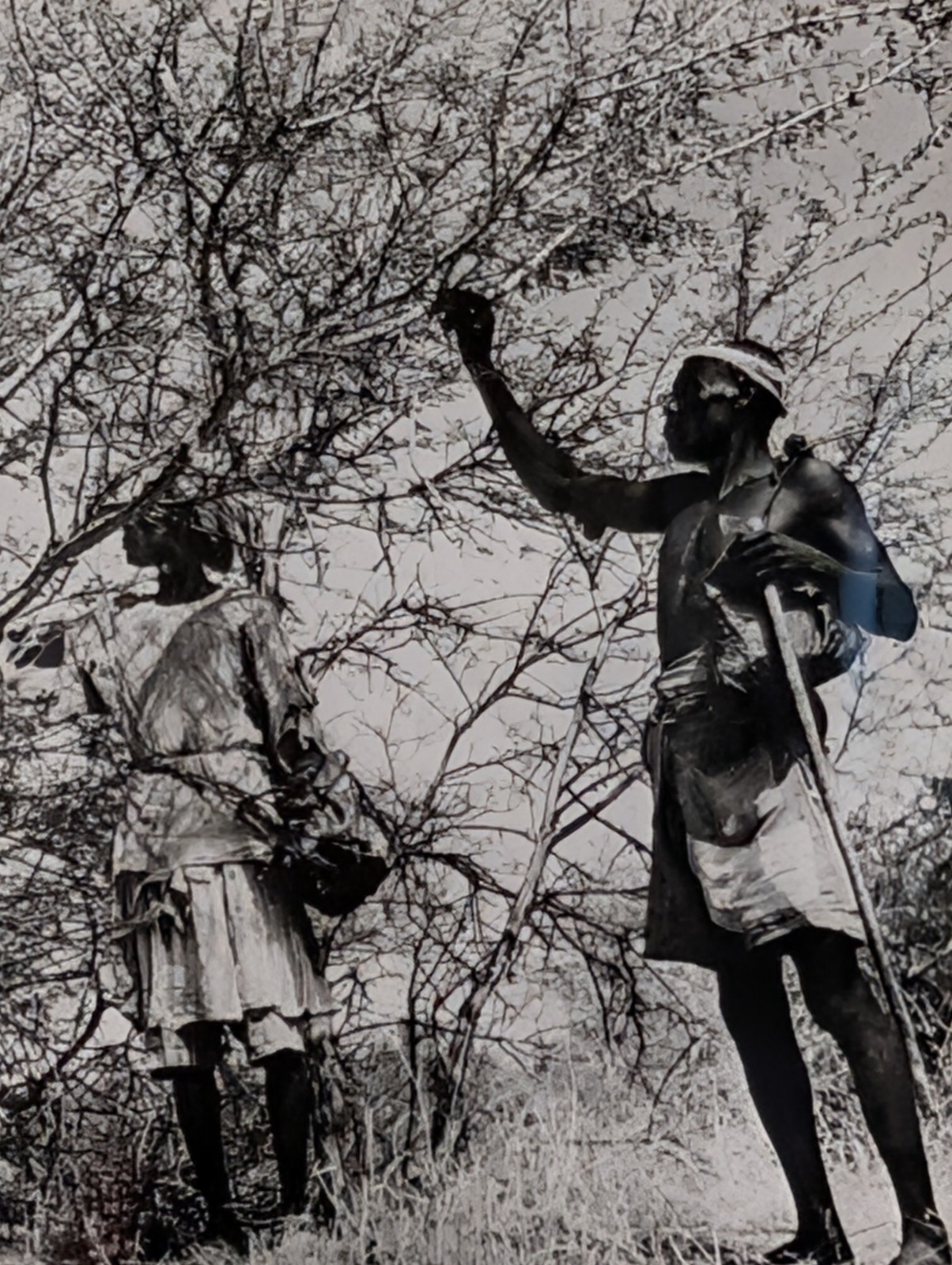 Original 1956 COI Sudan Gum Arabic Acacia Tree Harvesting Press Photograph