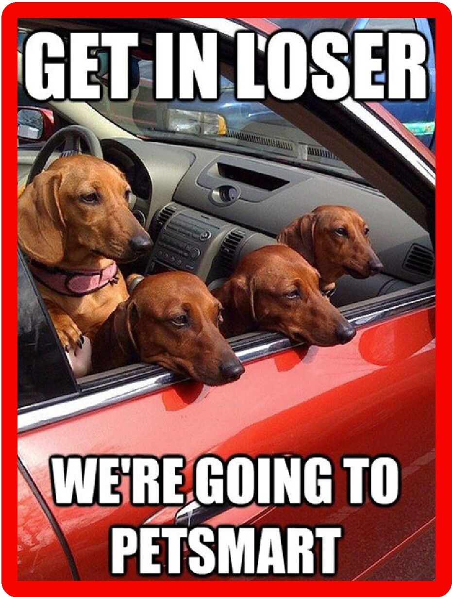  Funny Dachshund Dog  Refrigerator / Tool Box  Magnet Gift Card Insert