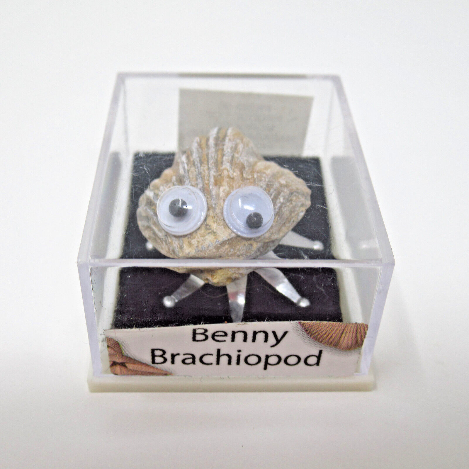 Benny Brachiopod Fossil with Googly Eyes Funny Educational Display