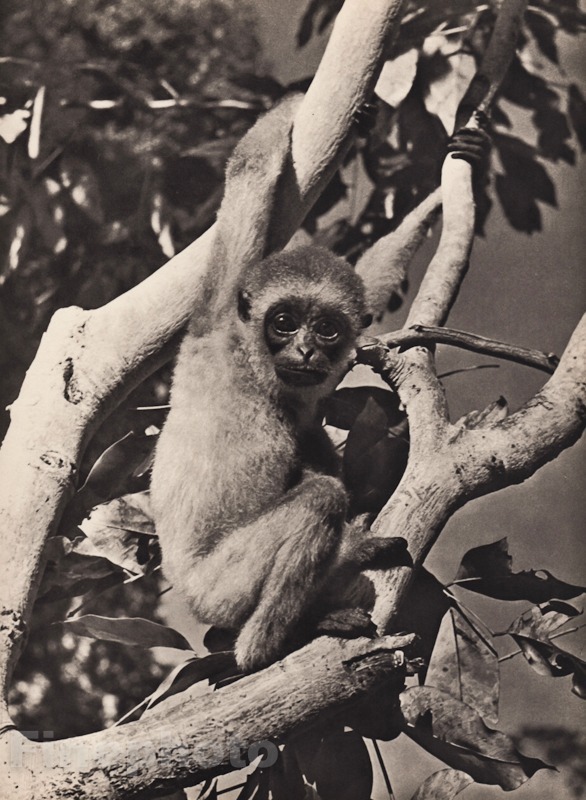 1940\'s Original DARK HANDED GIBBON MONKEY Art Sarawak Photo Gravure By K.F. WONG