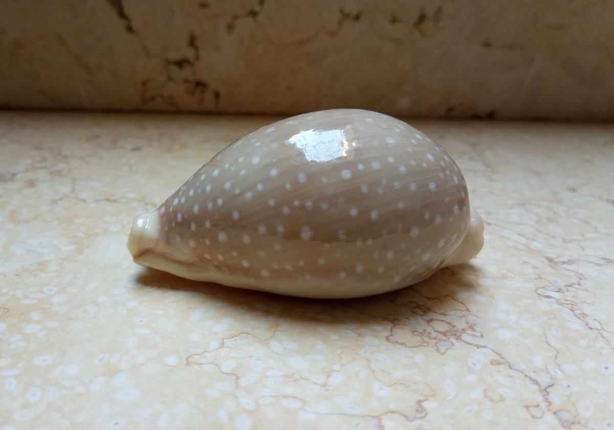 F Cypraea camelopardalis  HUGE SIZE WOW red Sea Shell clear dots F++++ 83.4 mm