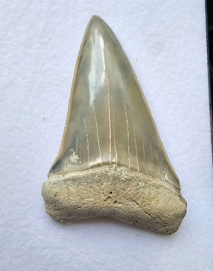 High Quality Lee Creek Hastalis Shark Tooth Fossil Not Megalodon