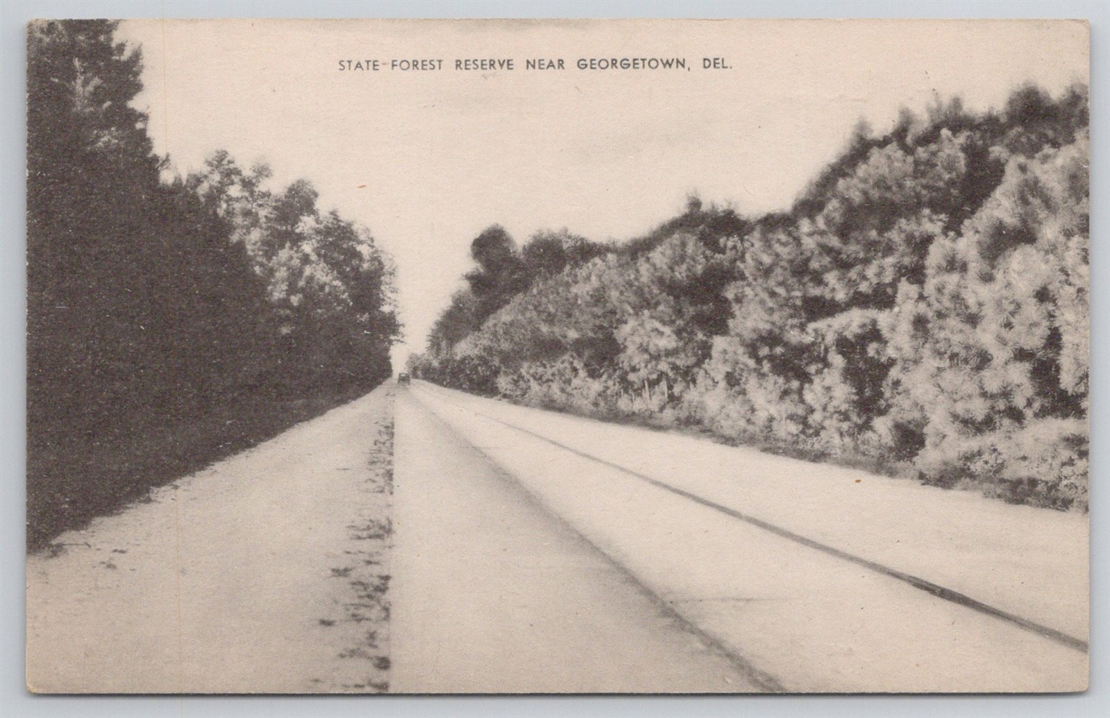 State Forest Reserve Near Georgetown Delaware C1930s Postcard AH18