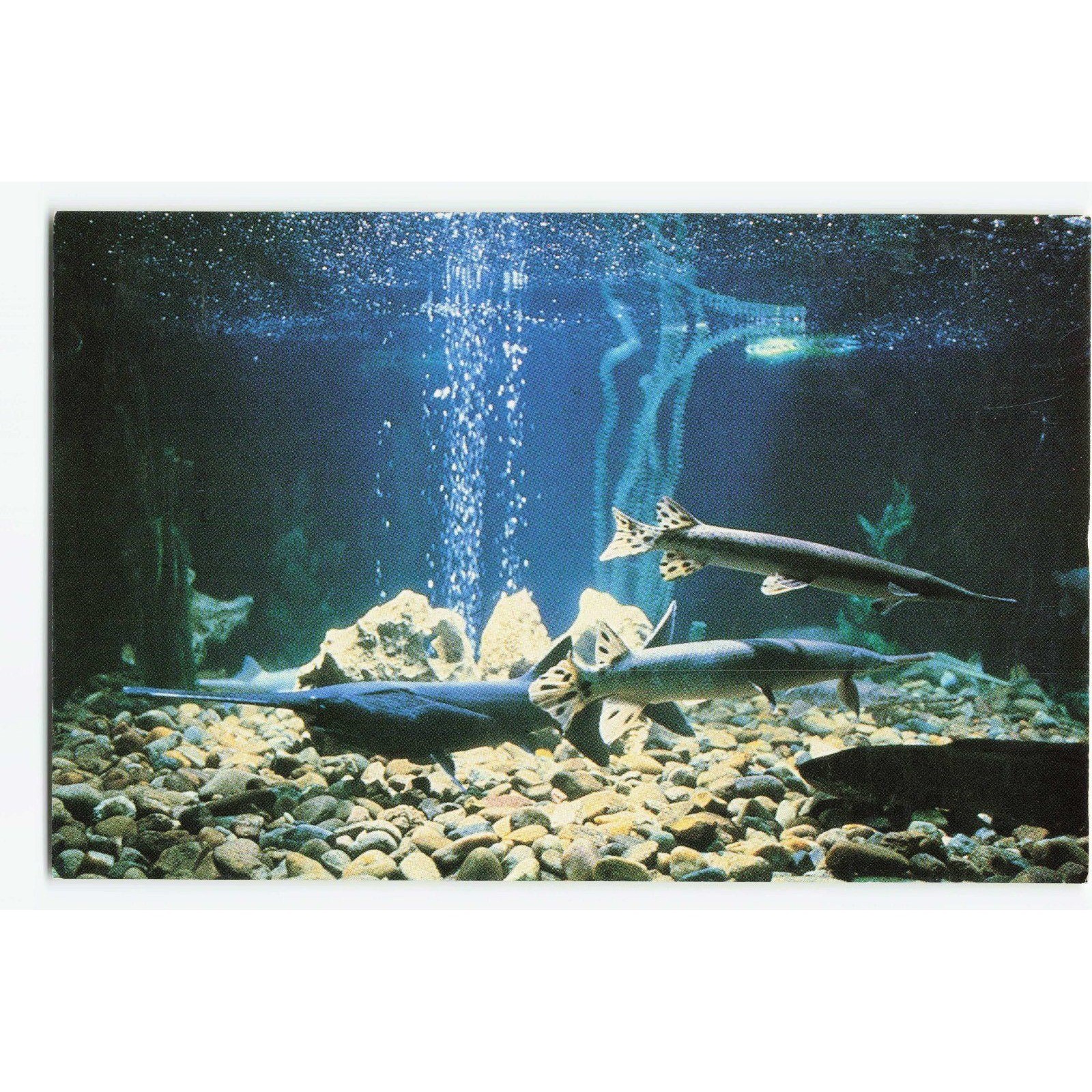 Vintage Ak-Sar-Ben Aquarium Nebraska Postcard Paddlefish Gar Bowfin Schramm Park