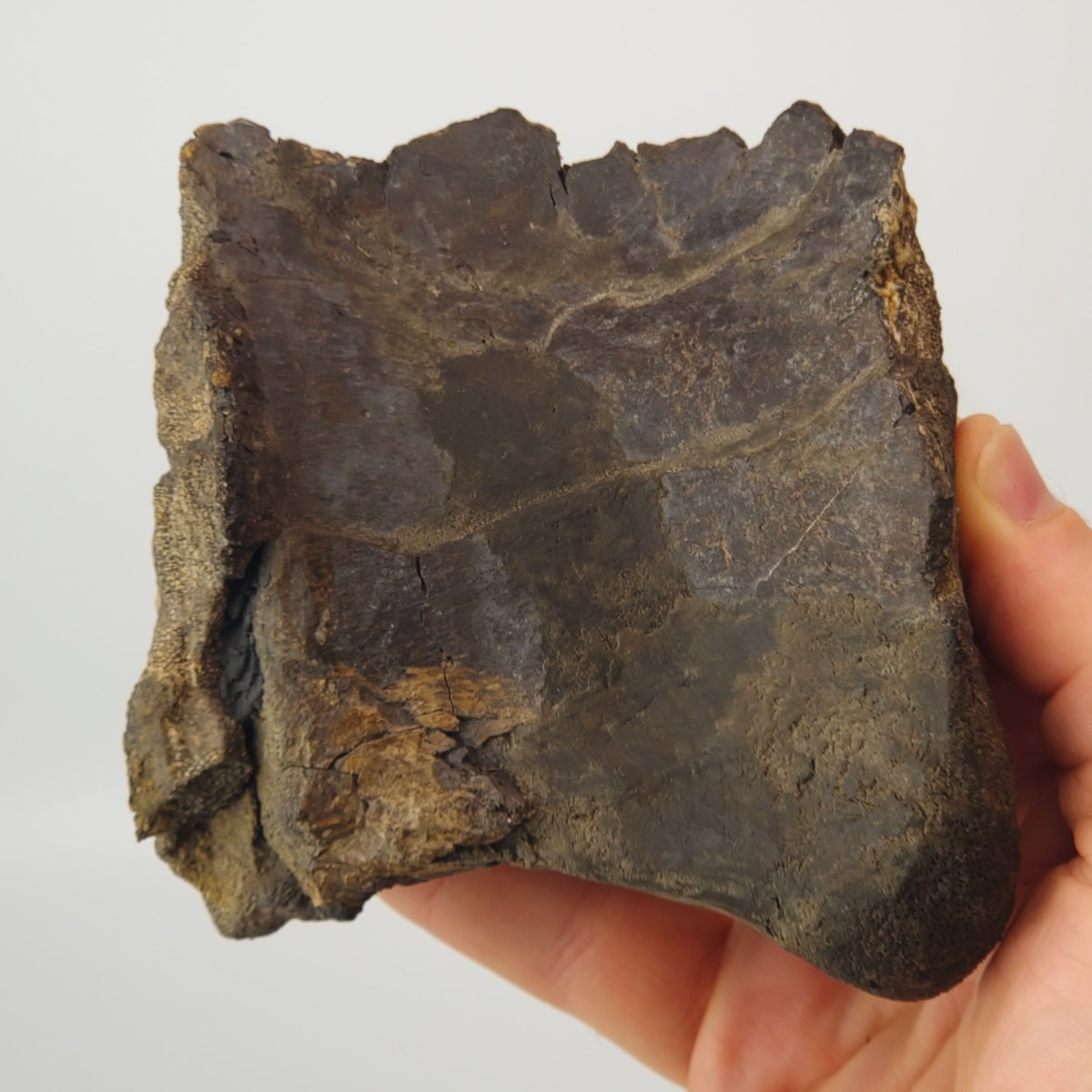 Allosaurus Vertebra Fossil w/Resto - Personal Dig - Morrison - Big Horn Co, WY