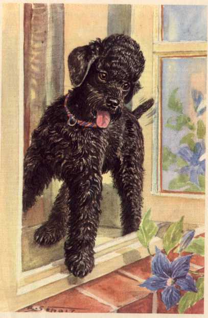 Poodle - CUSTOM MATTED - Dog Art Print - German / NEW U