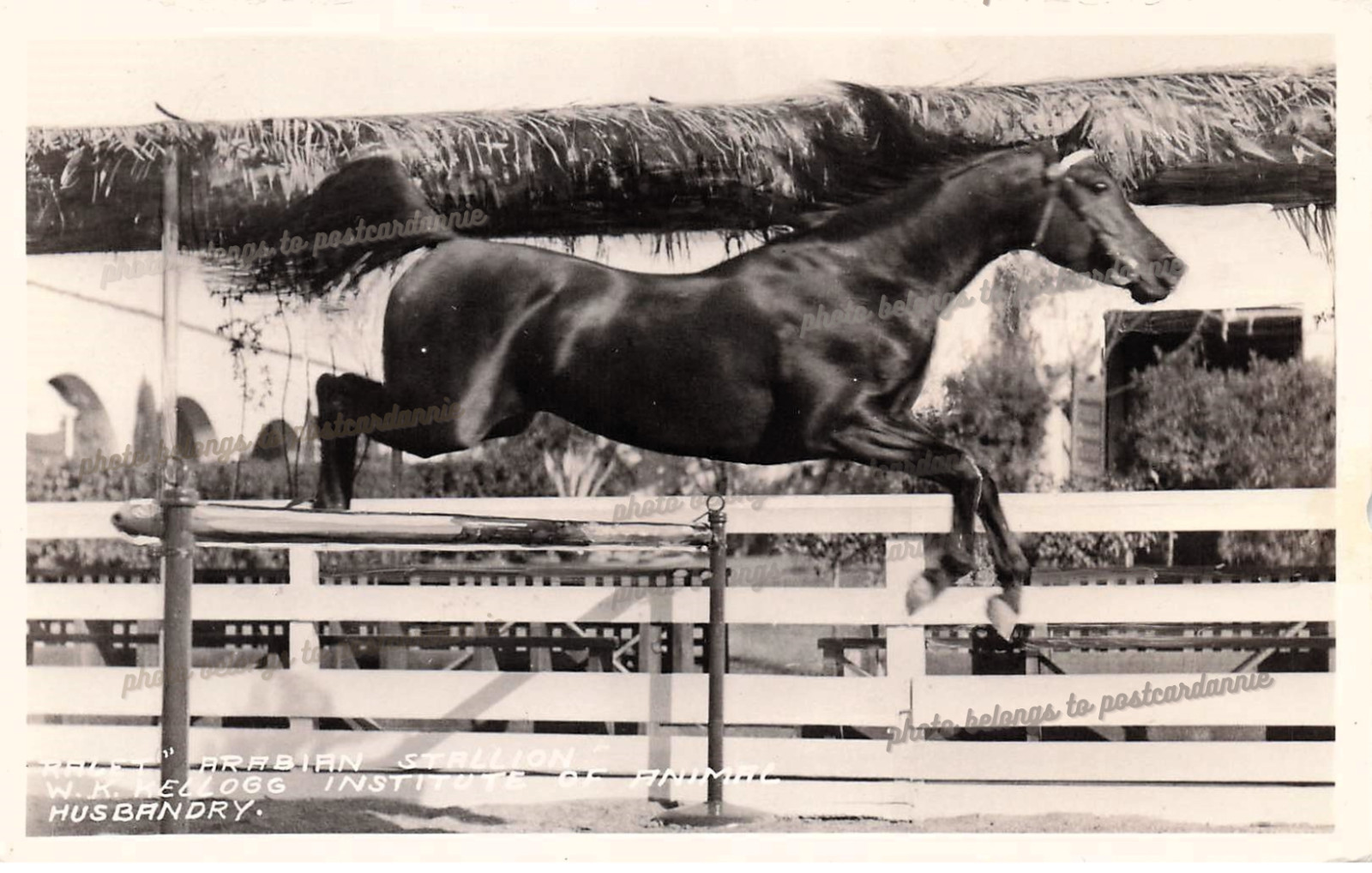 RPPC Pomona California Kellogg Arabian Horse RALET Stallion Photo Postcard F44