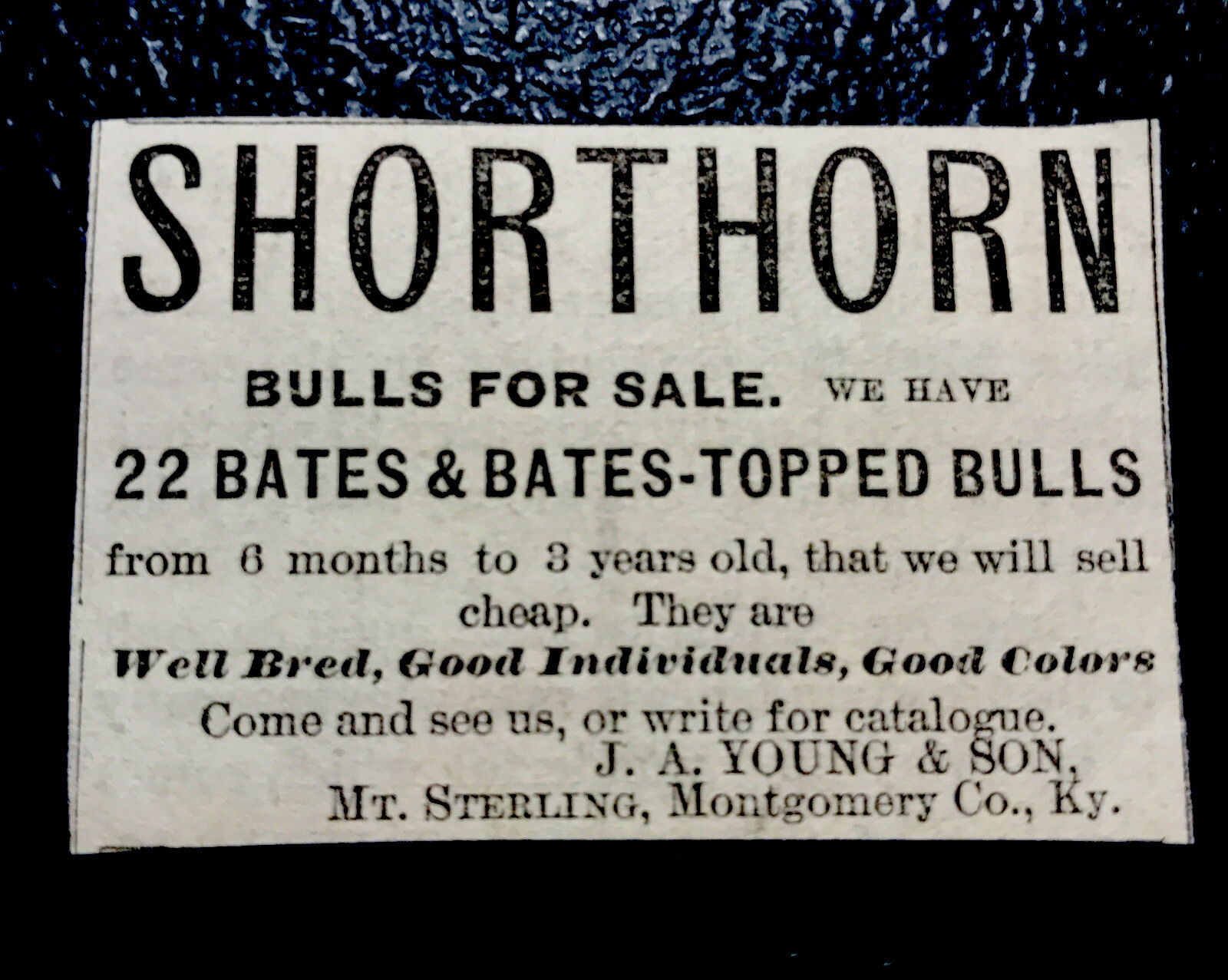 1886 Young & Son Cattle Cow Farm Advertising - Mt. Sterling - Kentucky