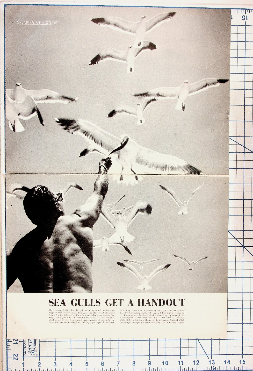 Vintage LIFE Magazine Page Joe Bell Feeding Seagulls Coronado Island Print