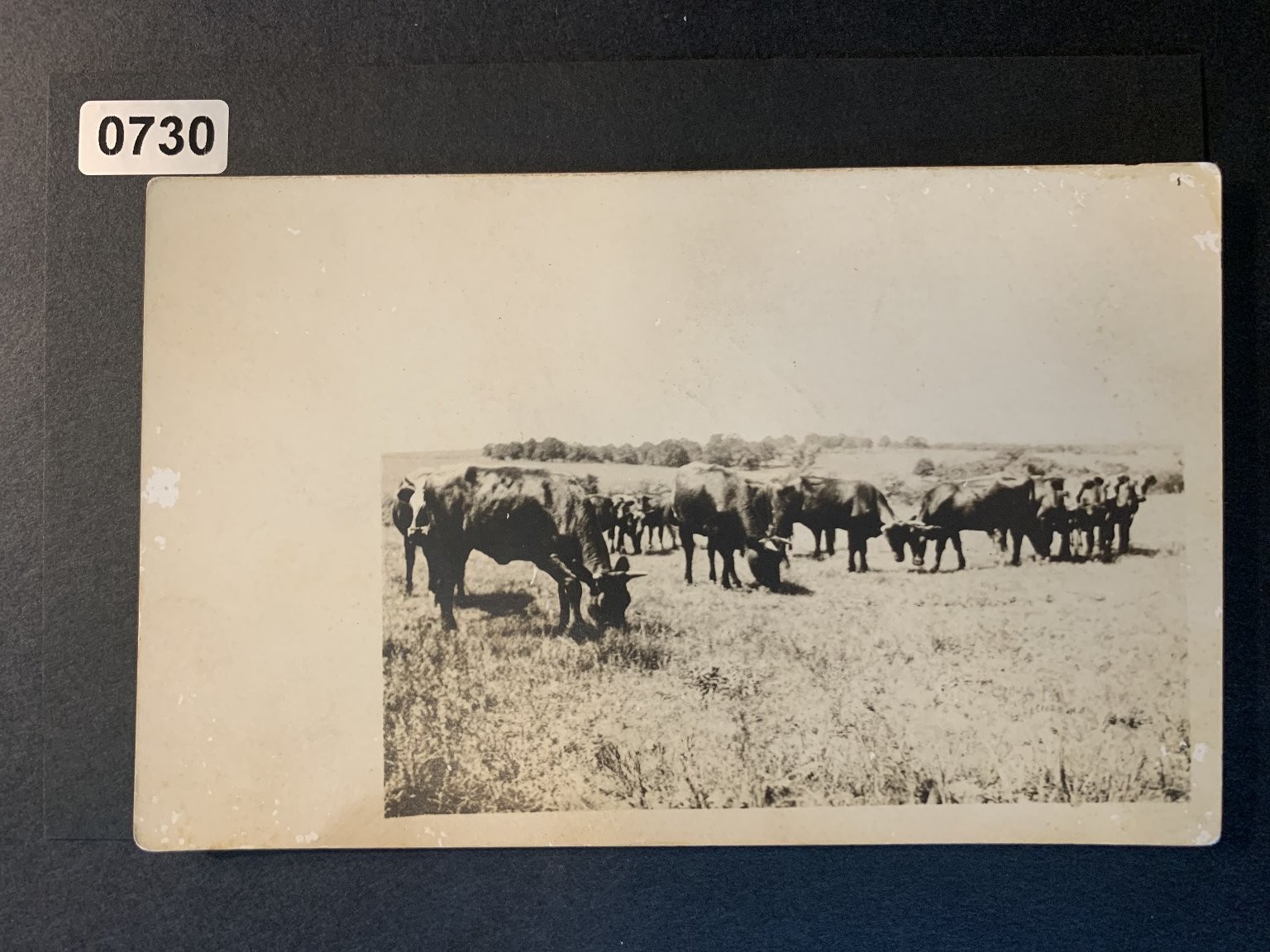 Vintage Early 1900s Cattle Farm Postcard Black & White Photo Divided Back