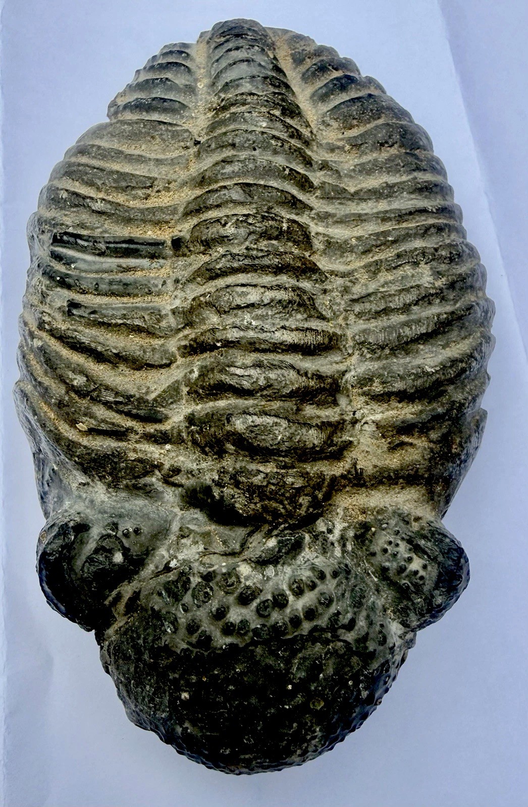 ANTIQUE 5” X 3” X 1 3/4” Thick TRILOBITE DROTOPS MEGALOMANICUS FOSSIL 482 grams ANTIQUE 5” X 3” X 1 3/4” Thick TRILOBITE DROTOPS MEGALOMANICUS FOSSIL 482 grams