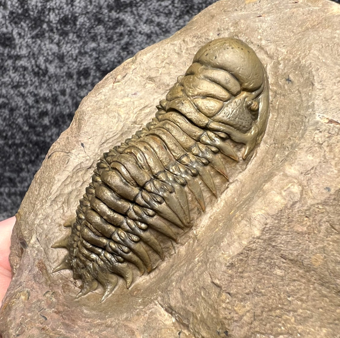 Crotalocephalina (Crotalocephalus) gibbus Trilobite Fossil – Collector Specimen
