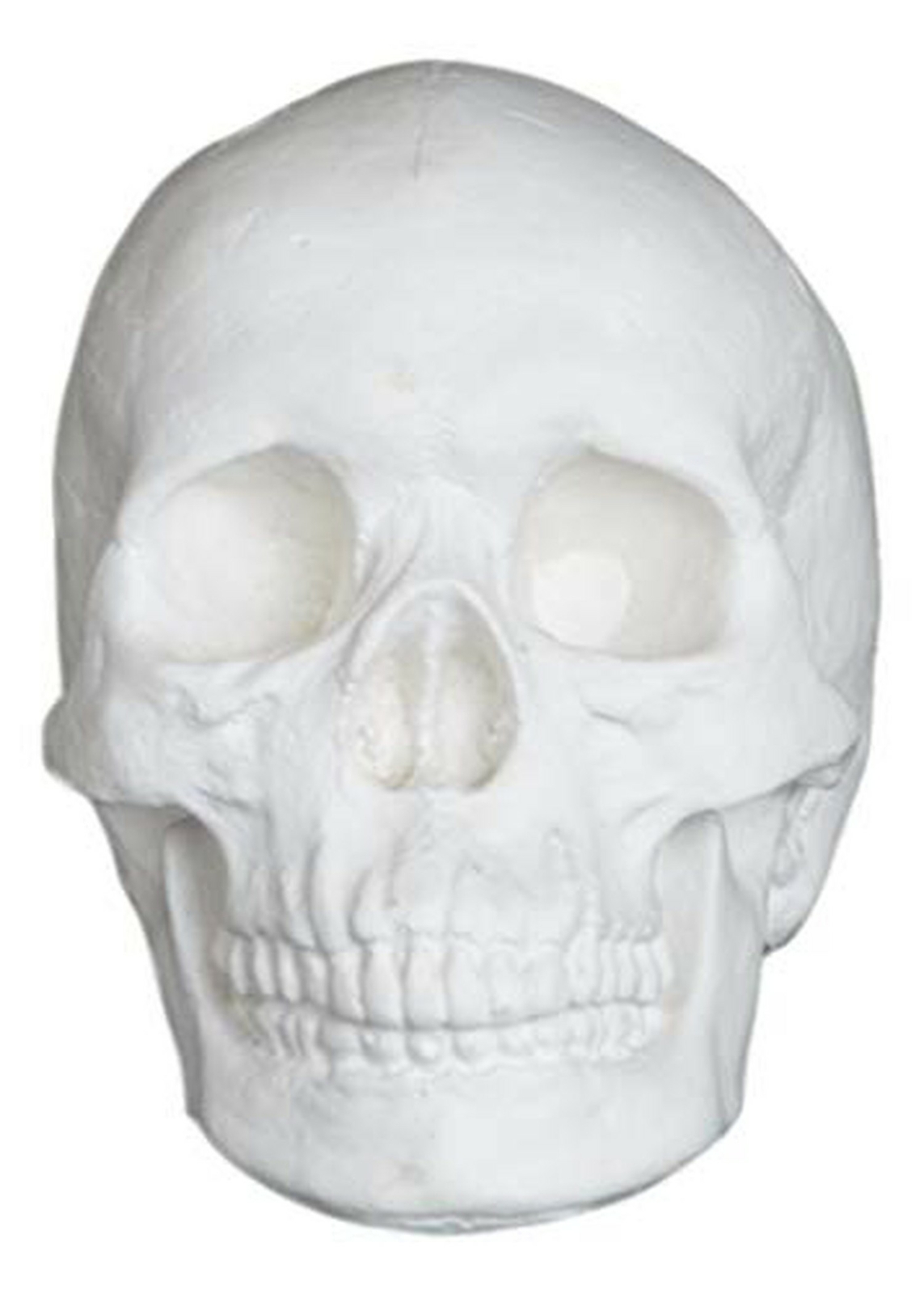 Plaster Cast Skull, Human Skull, for Life Drawing and Painting, Life Size, White Plaster Cast Skull, Human Skull, for Life Drawing and Painting, Life Size, White