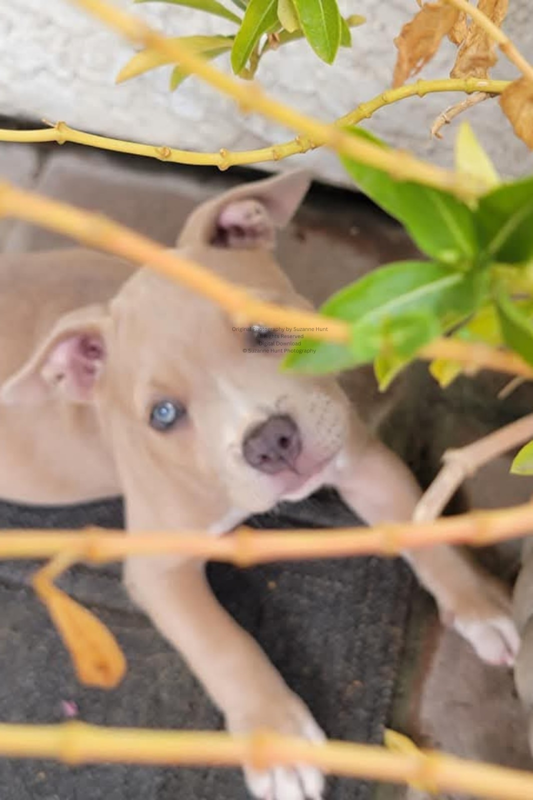 Digital Download Pitbull Puppy Photo-I See You-Original Photography Not AI