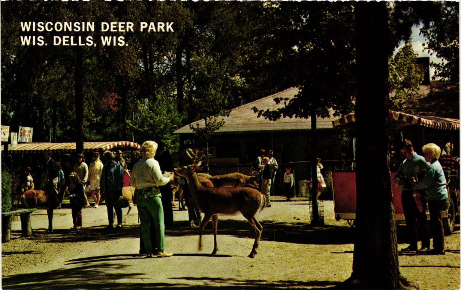 Wisconsin Deer Park Wisconsin Dells Chrome Postcard H.H. Bennett Studio Wisconsin Deer Park Wisconsin Dells Chrome Postcard H.H. Bennett Studio