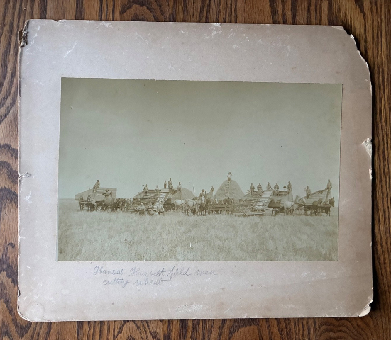 Antique Photo Kansas Wheat Harvest Field Men Cutting Wheat Wagons
