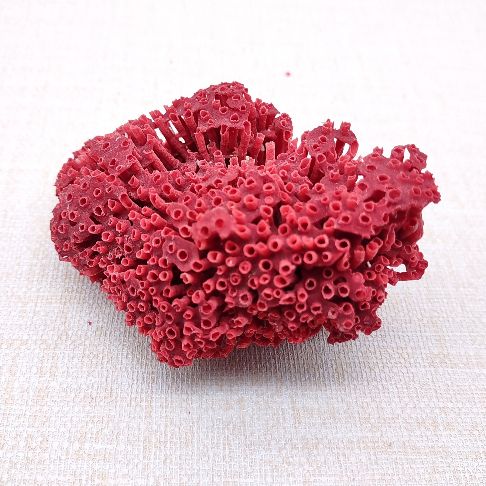 Red Pipe Organ Coral Fragment Tubipora Musica (1 coral approx. 2+ inches)