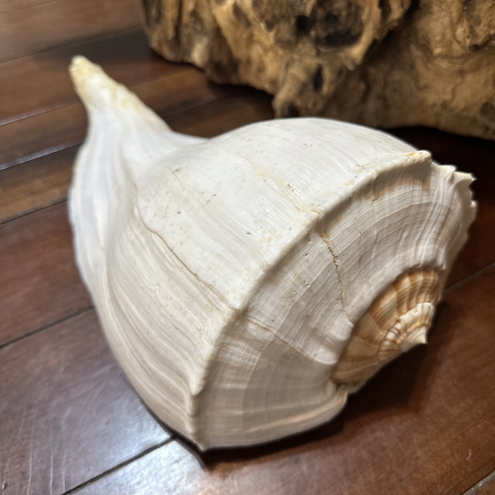 Vintage Huge 14” Lightning Whelk Shell Gulf Coast Sea Shell Coastal Nautical