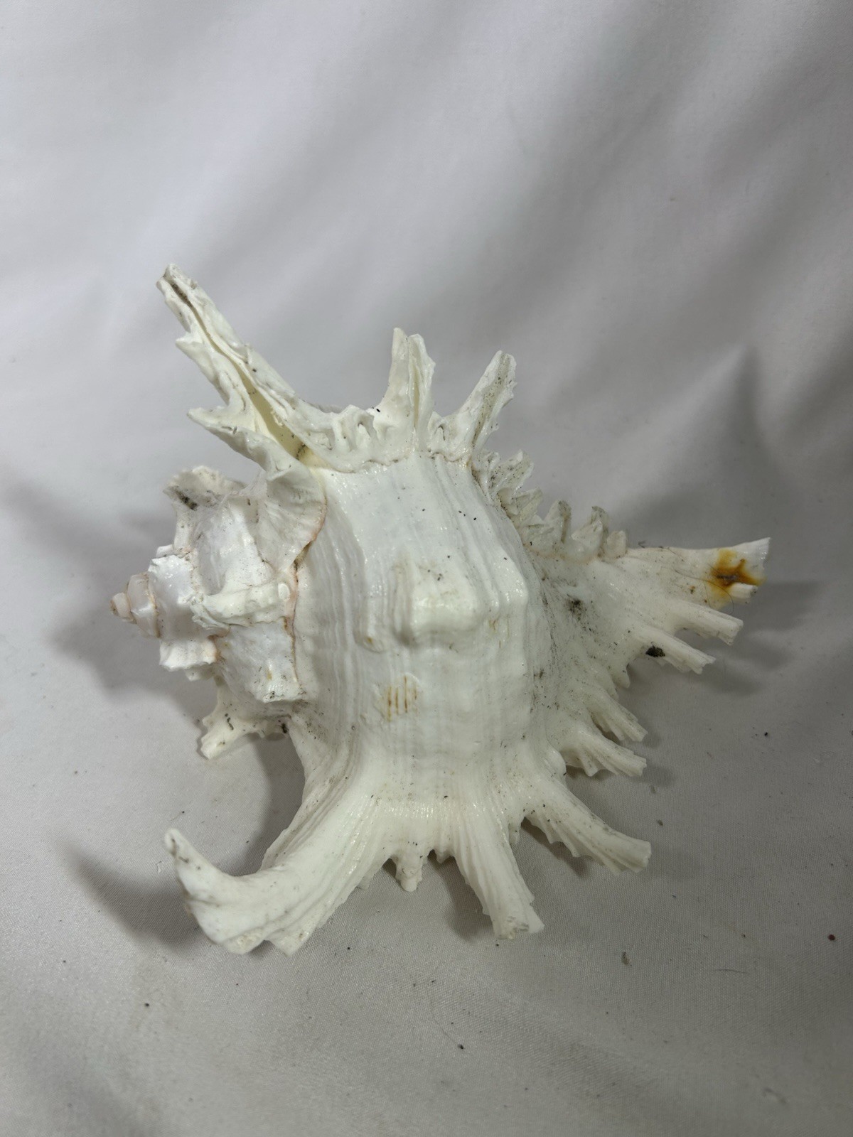 Seashell Indo Pacific Ocean Chicoreus Ramosus Ramose Murex Conch Shell Ocean