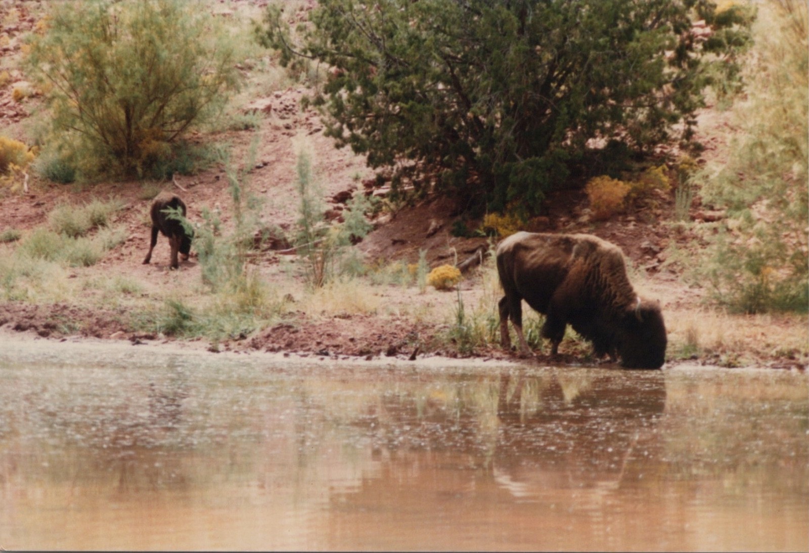 1980s American Bison Buffalo Pair Drinking Water Wildlife Desert Nature