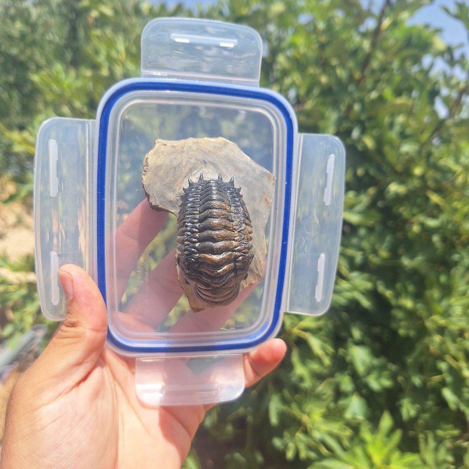 Rare Moroccan Crotalocephalina gibbus Trilobite Large Devonian Fossil Specimen