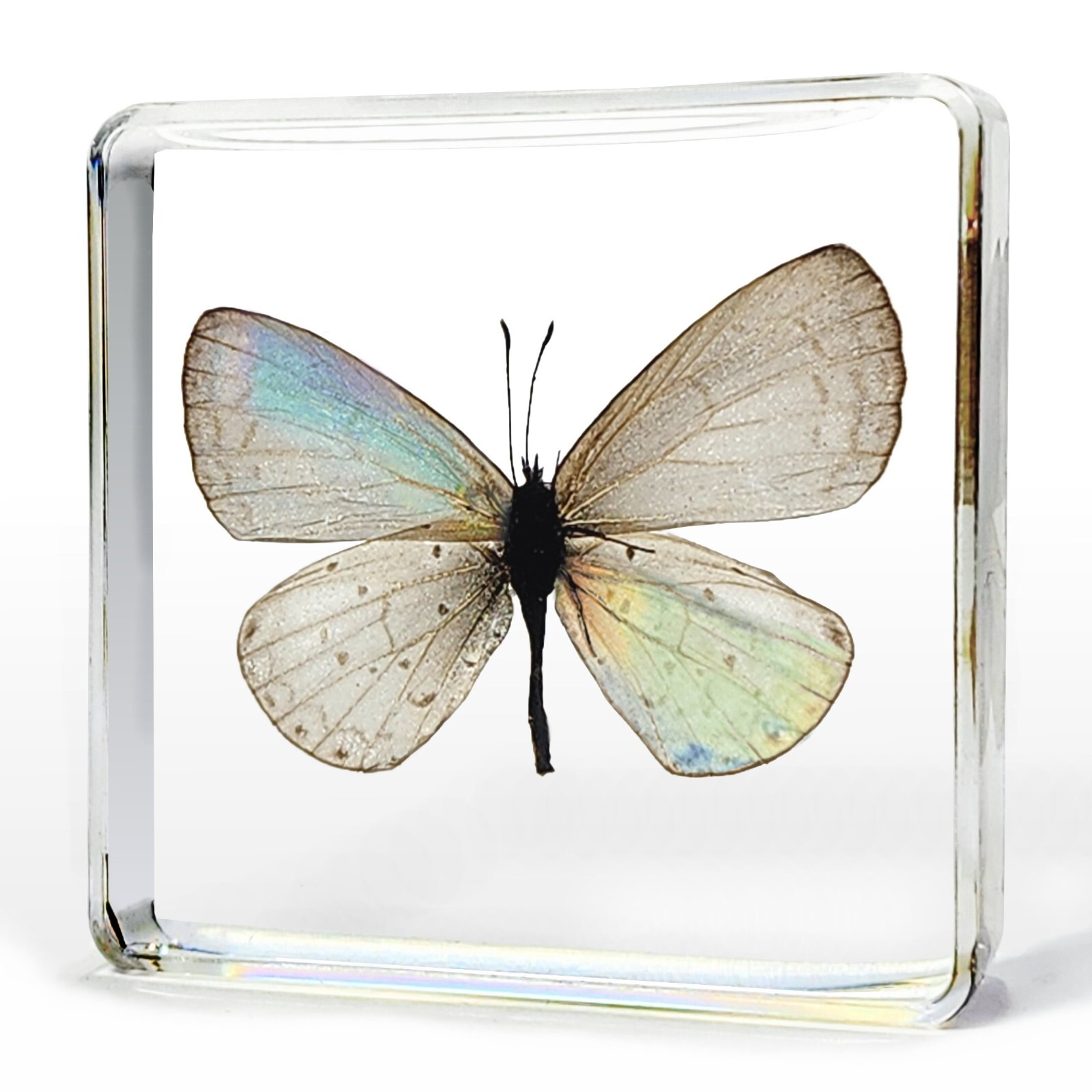 Tiny Butterfly in Resin, Real Pale Hedge Butterfly, Udara dilecta