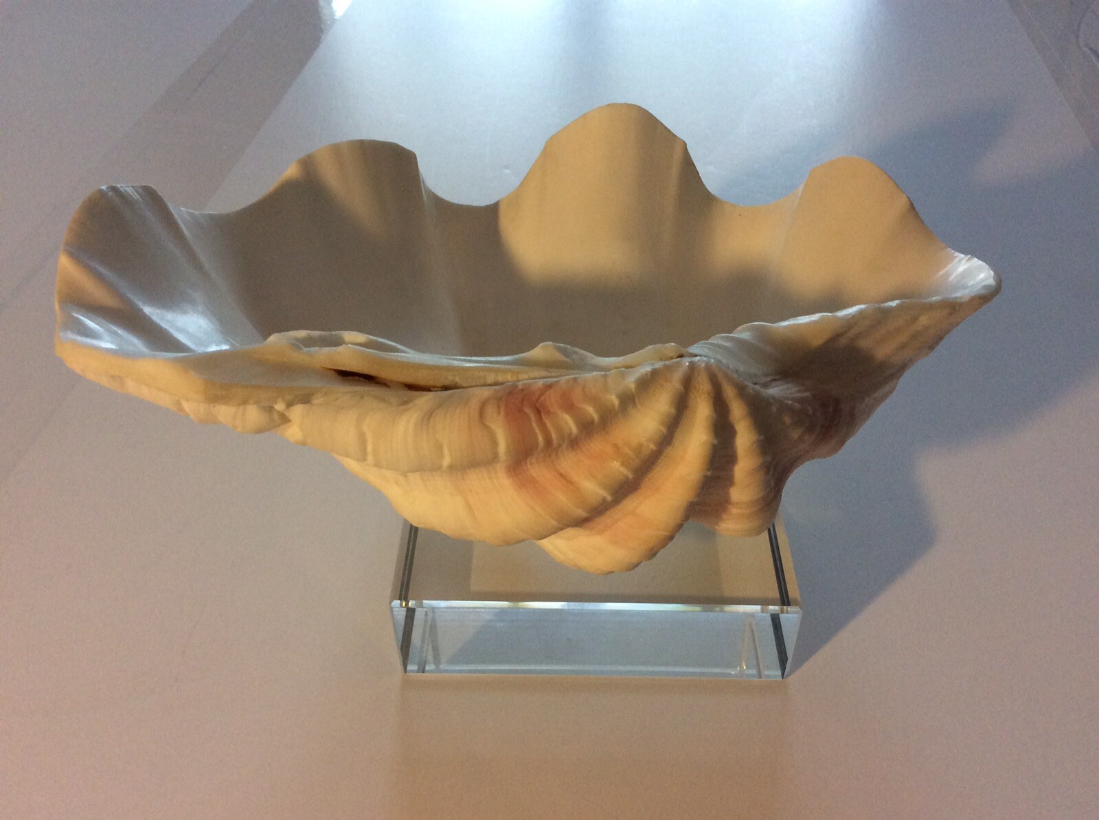 Shell Vintage Creamy White w/Touches of Pink On New Glass Riser Shell Vintage Creamy White w/Touches of Pink On New Glass Riser