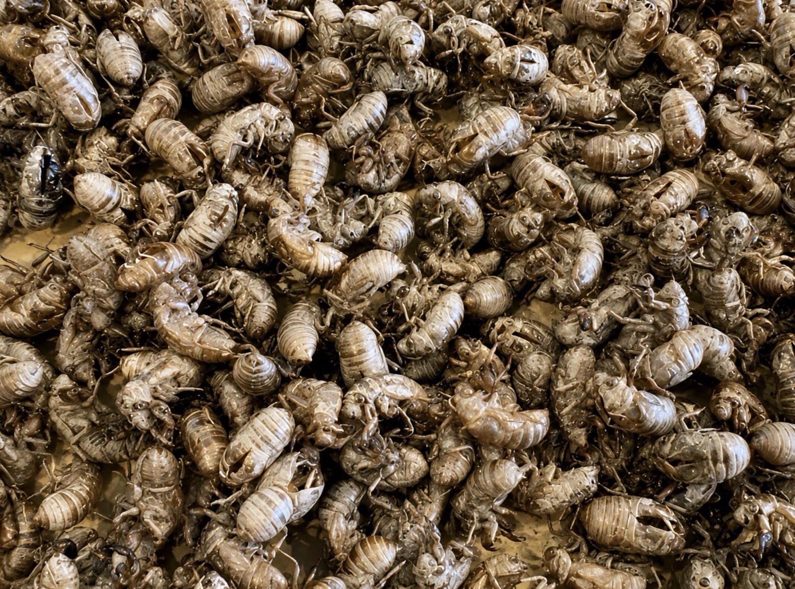 Cicada Insect Shells Exoskeletons LOT OF 100+ Indiana 2026 Real Wild Bug Skins