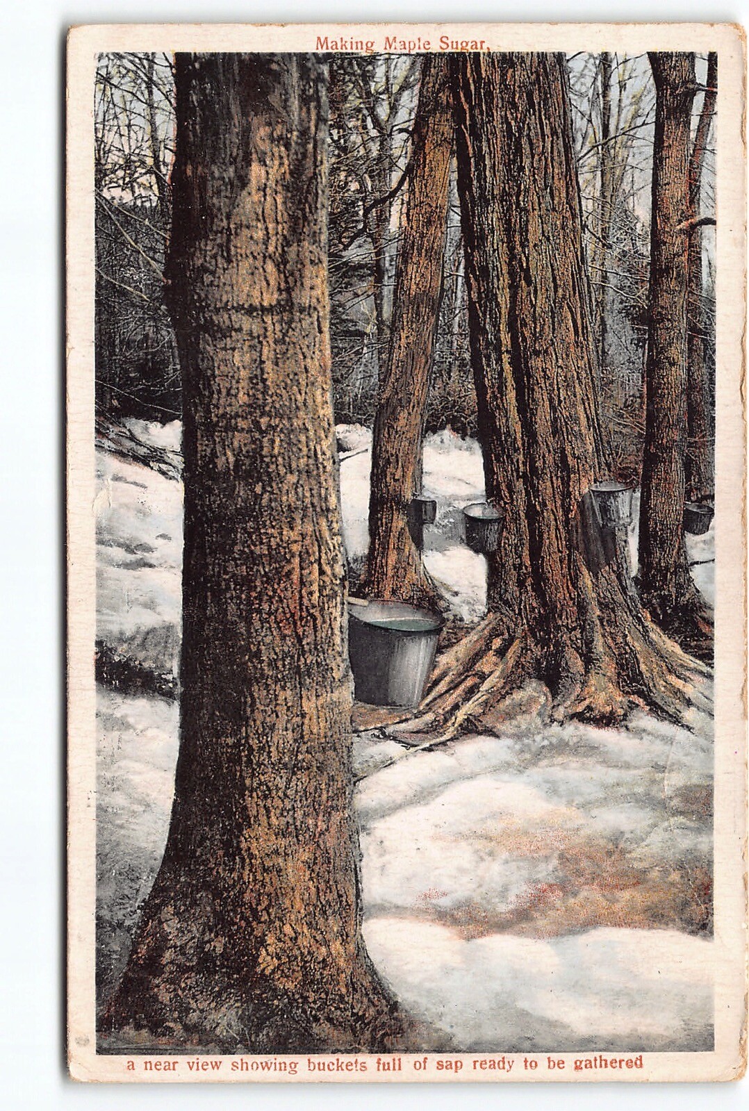 Making Maple Sugar Buckets Full of Sap WB Postcard Vtg Unposted