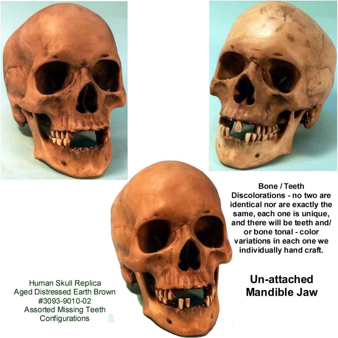 Aged Distressed Human Skull-Life Size Replica Relic Earth Brown #3093-9010 USA