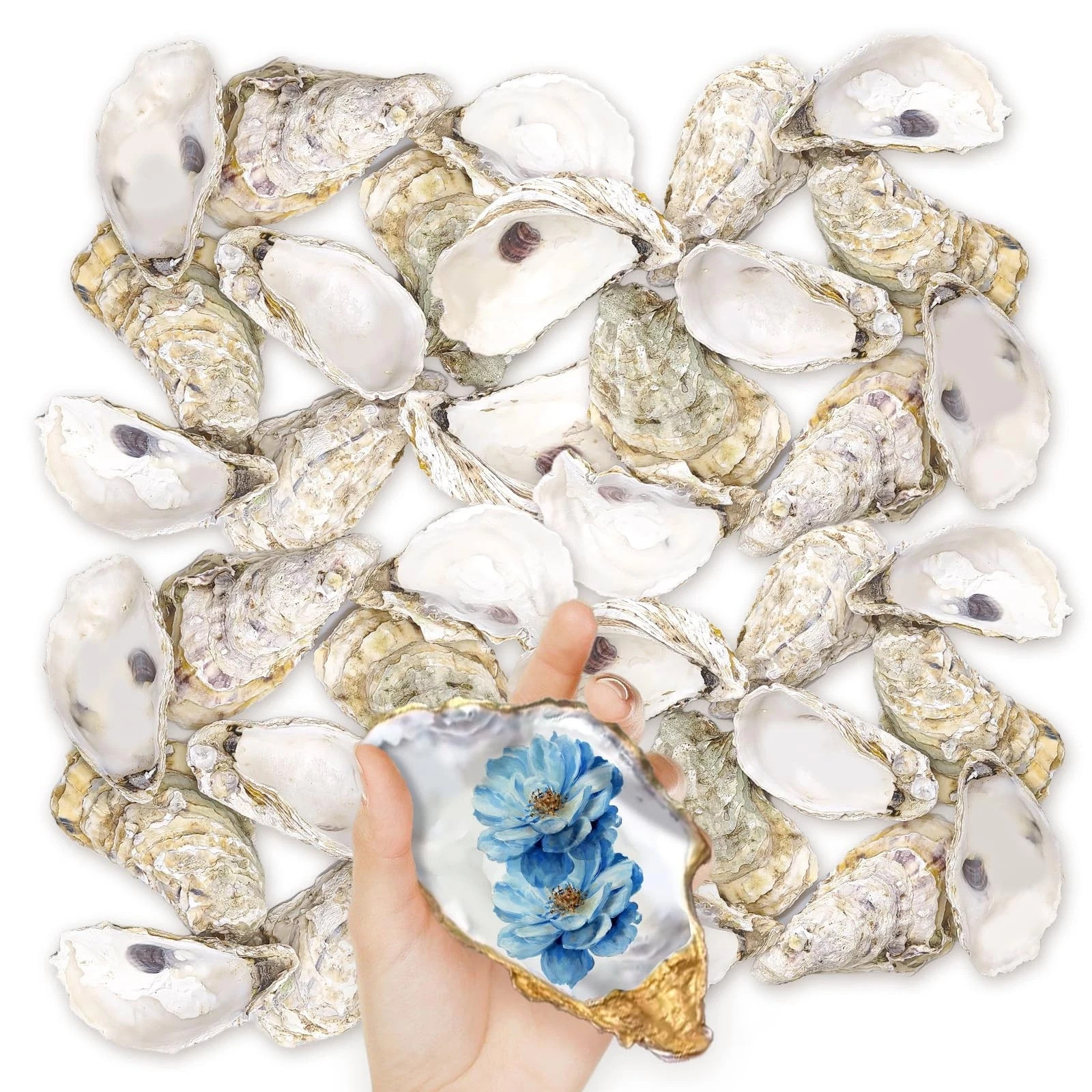 36PCS Oyster Shells 5 36PCS Oyster Shells 5