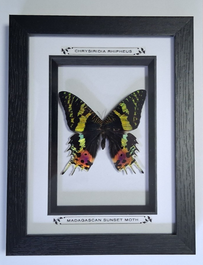 Taxidermy Real Framed Madagascan Sunset Moth In Black Wooden Frame/Entomology