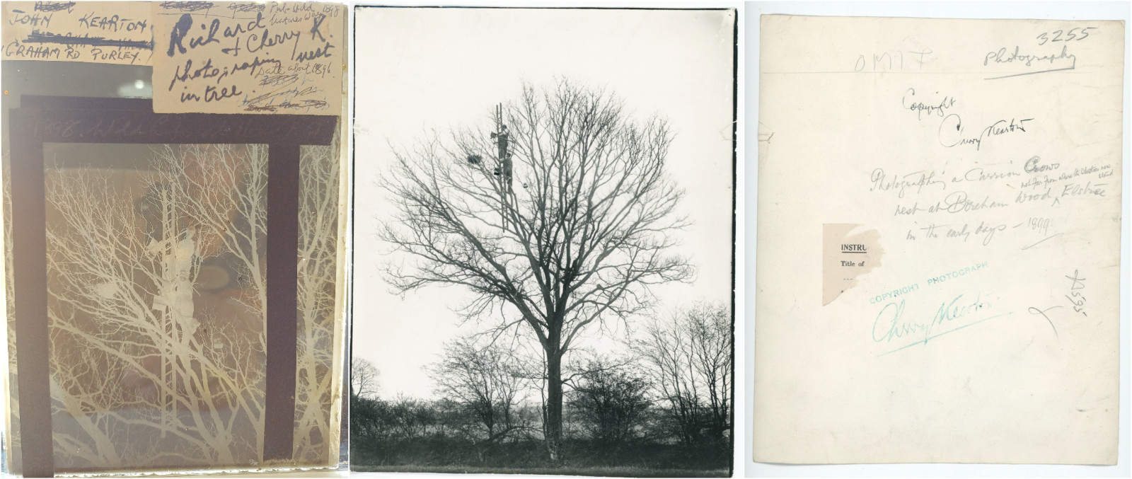 RARE 1890s Kearton Glass Negative & Print Pair: Photographing Crow Nest in Tree