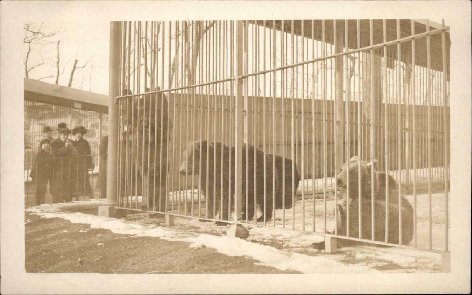 Captive Bear in Cage at Zoo c1910 Amateur Real Photo Postcard #2