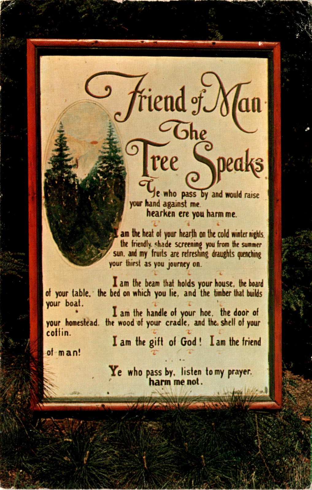 Friend Man, Tree Speaks, MacBeth\'s, Cook Forest State Park, Postcard
