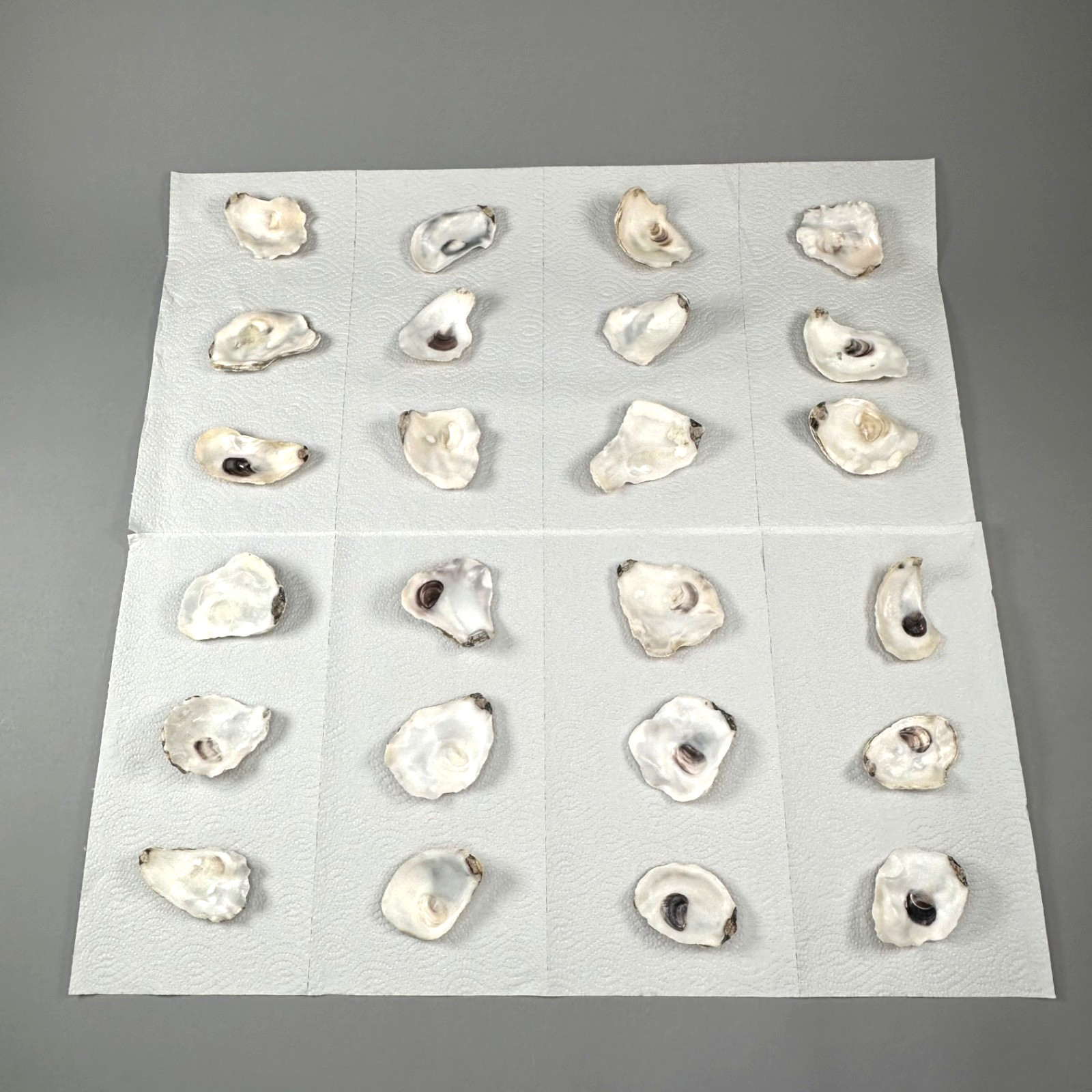 Oyster Shells Lot of 50 PCS Cleaned 2.5”-4+” for Crafts Decor Wedding Place Card