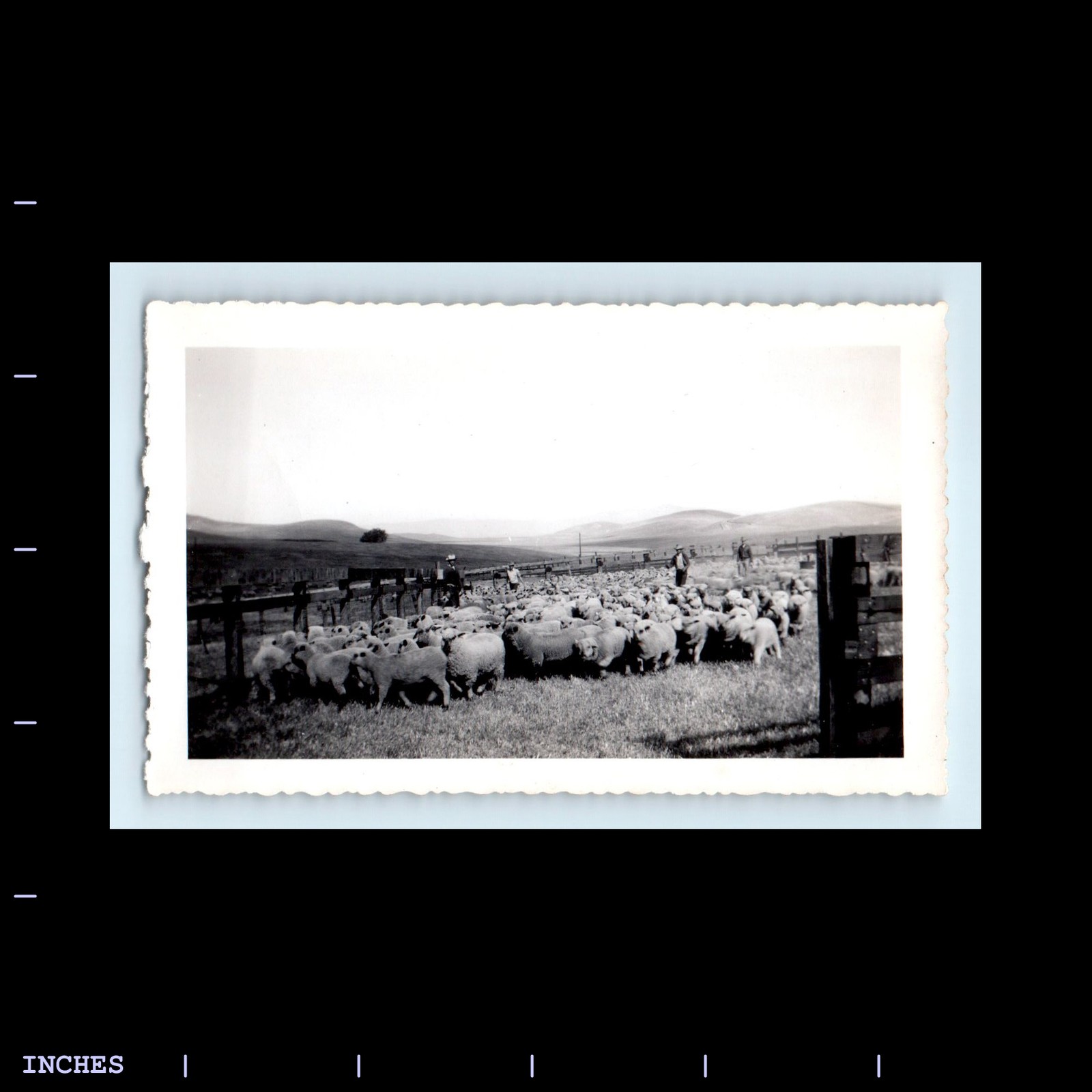 Old Vintage Photo MEN FARMERS HERDING SHEEP