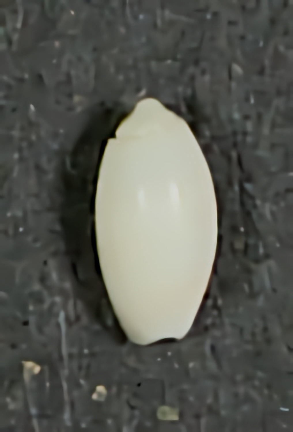 OLIVELLA WATERMANI 5mm BEAUTIFUL RARE SPECIMEN W.N.W. Dry Tortugas, Florida
