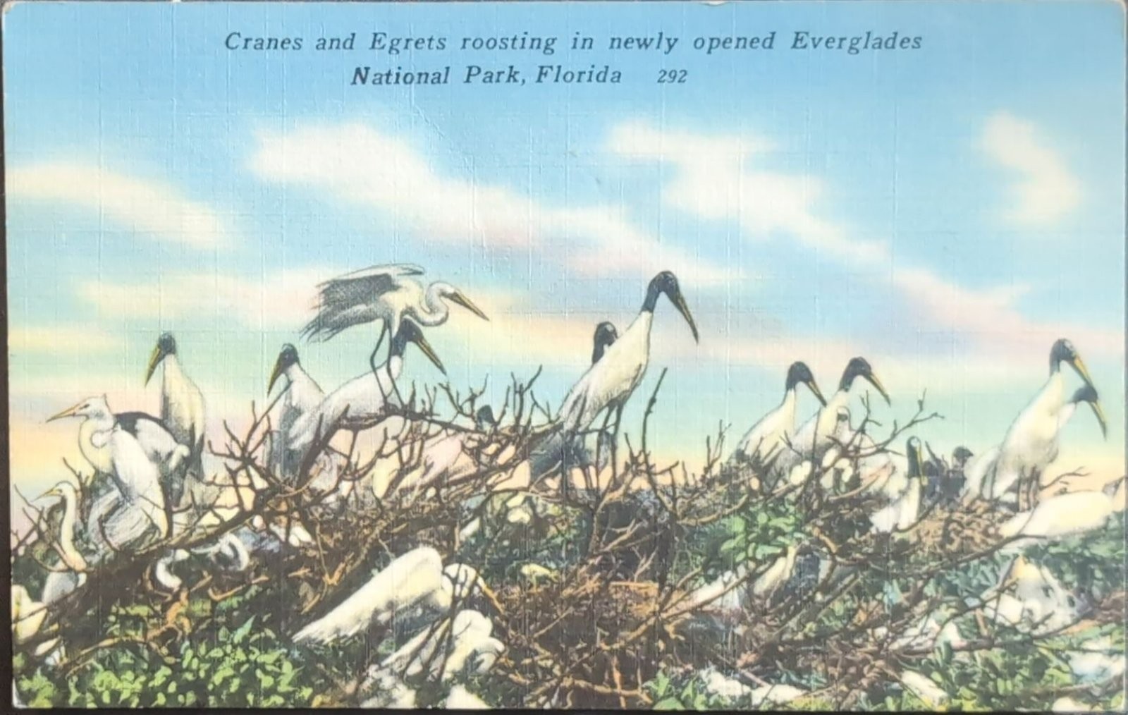 1961 Everglades National Park Postcard Cranes Egrets Florida