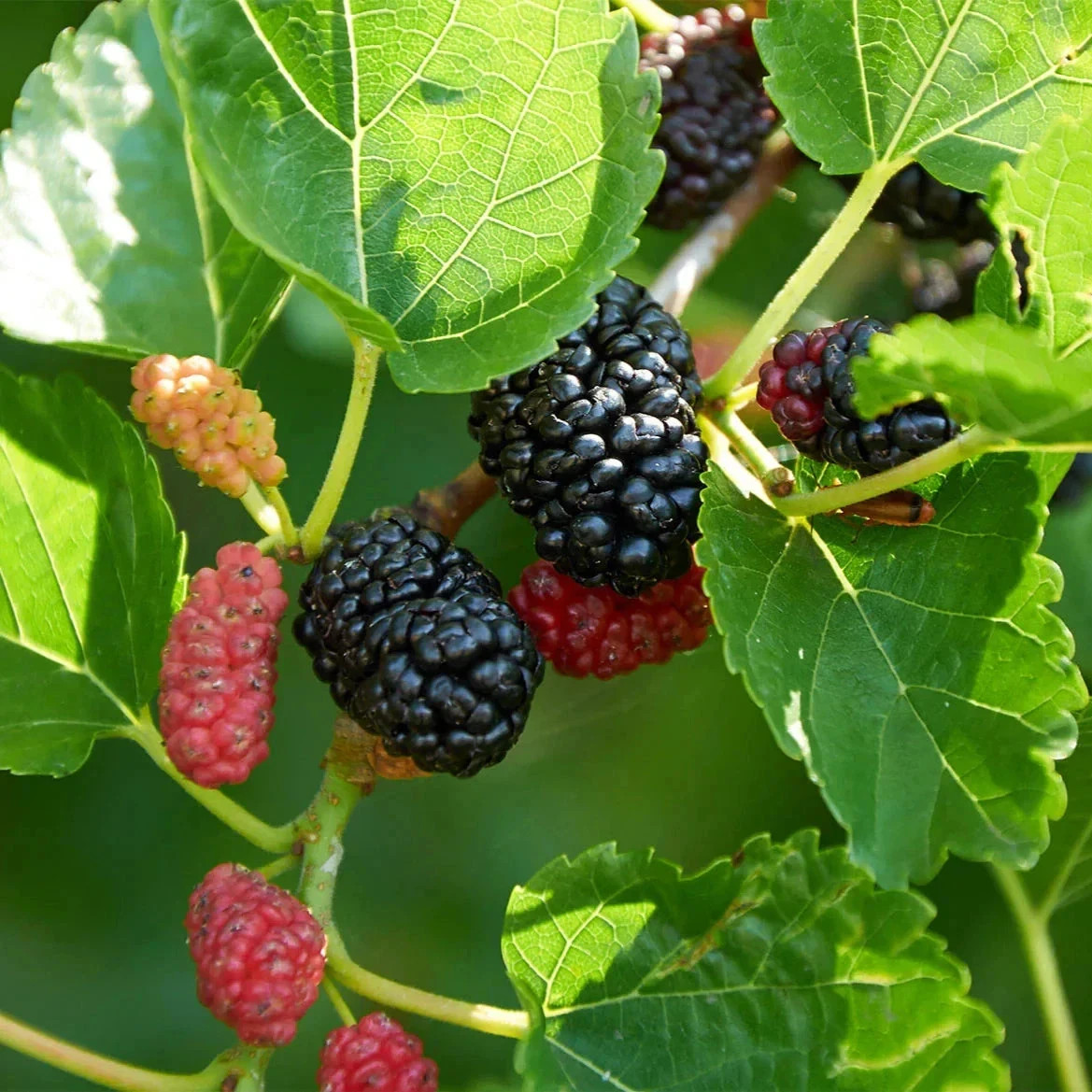 Black Mulberry Tree 30 seeds (Morus Nigra) / Hardy Edible Fruit & Shade Tree