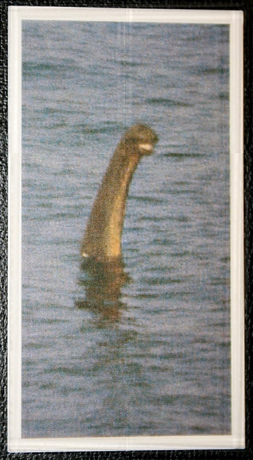 LOCH NESS MONSTER NESSIE Colour Photo Card GF15MS LOCH NESS MONSTER NESSIE Colour Photo Card GF15MS