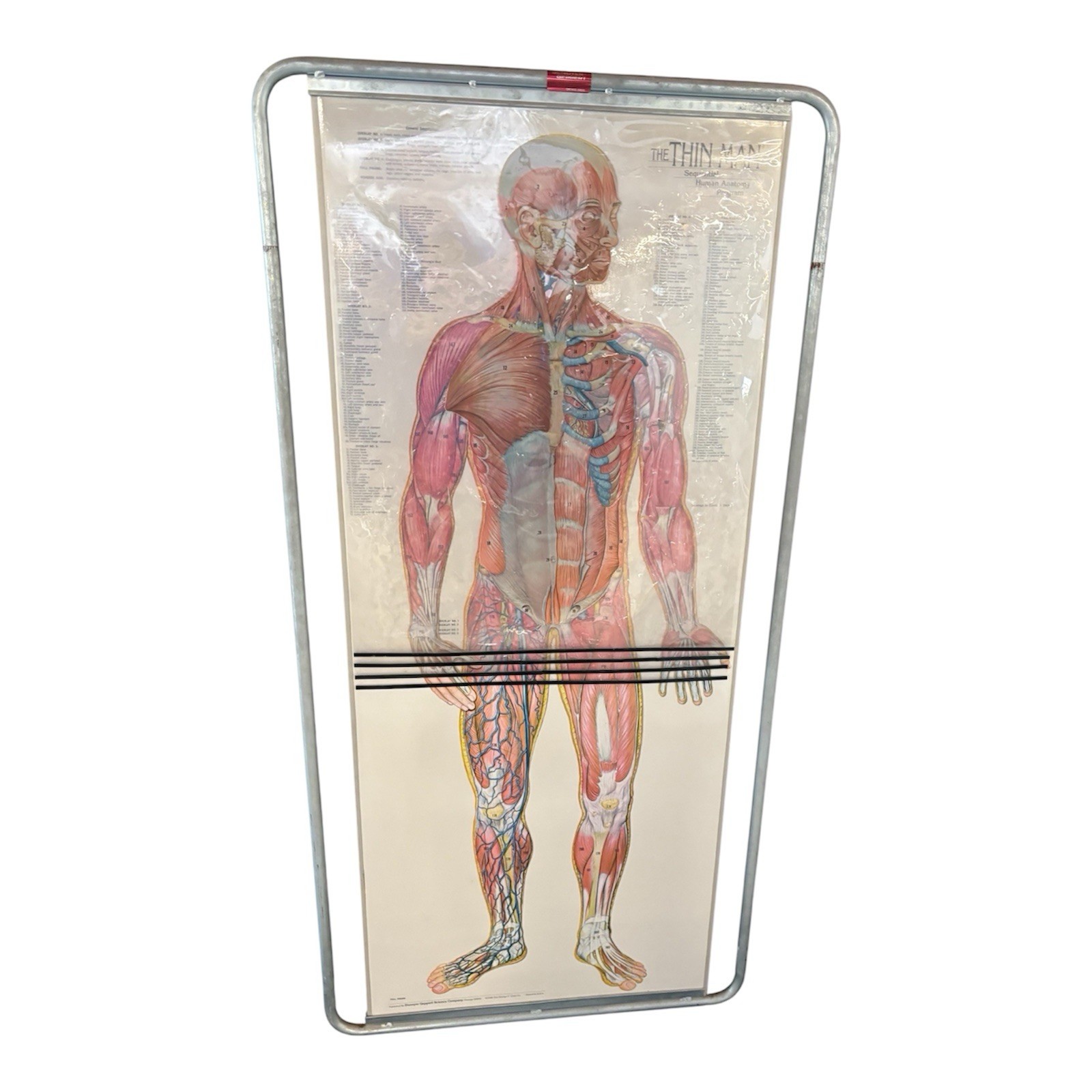 Denoyer-Geppert Thin Man Anatomy Chart Overlays Double Sided Medical Teaching