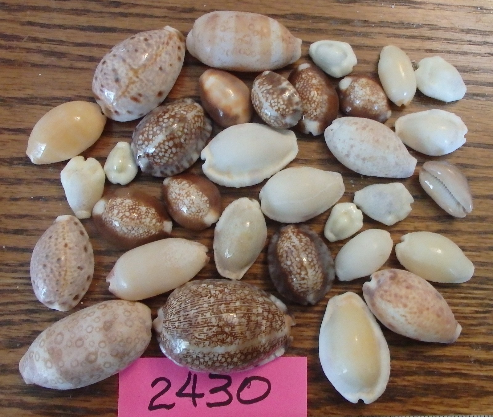 Lot Of 32 Tiger Cowrie Seashells (Cypraea tigris) varying sizes (#2430) Lot Of 32 Tiger Cowrie Seashells (Cypraea tigris) varying sizes (#2430)