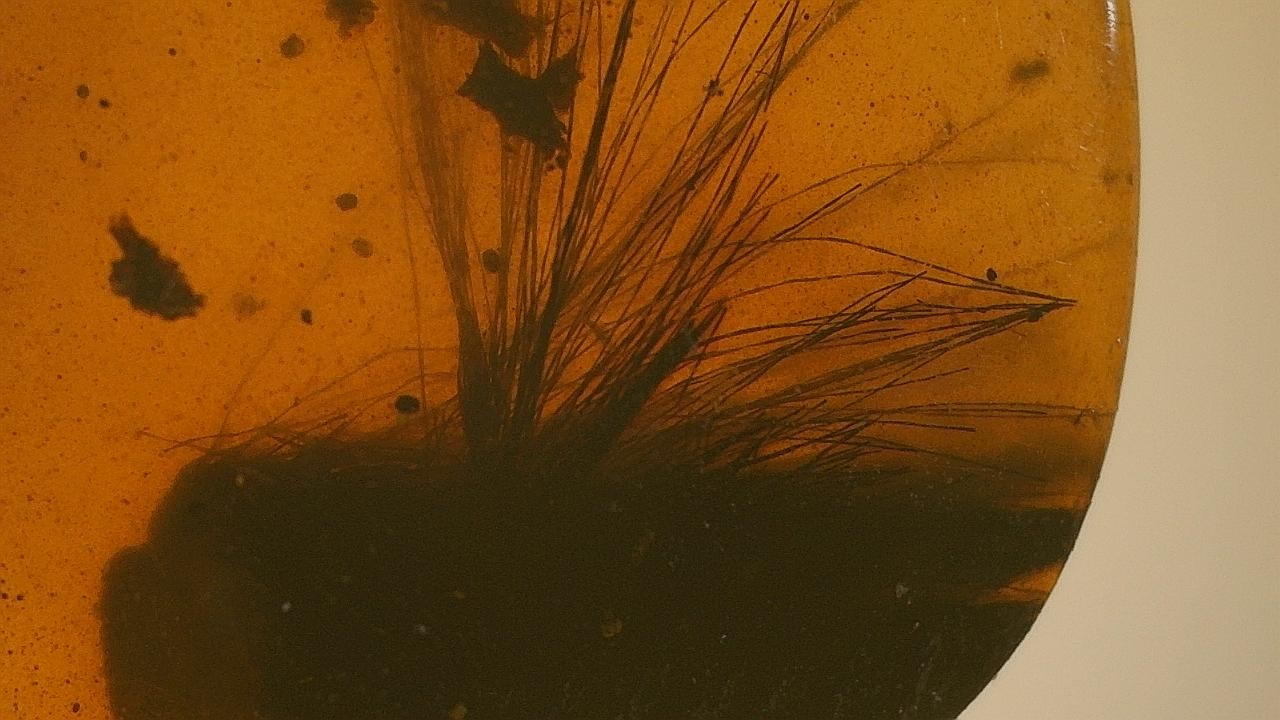 Special price Burmite amber with Fiber inclusion Special price Burmite amber with Fiber inclusion