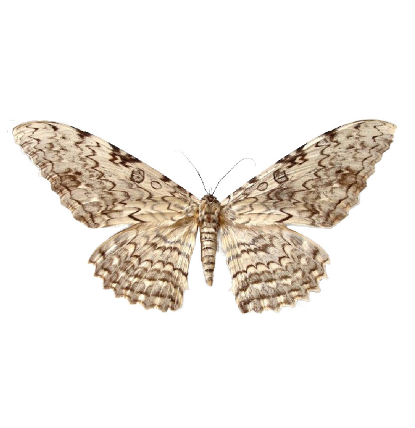Thysania agrippina ONE REAL WHITE WITCH MOTH PERU UNMOUNTED WINGS CLOSED