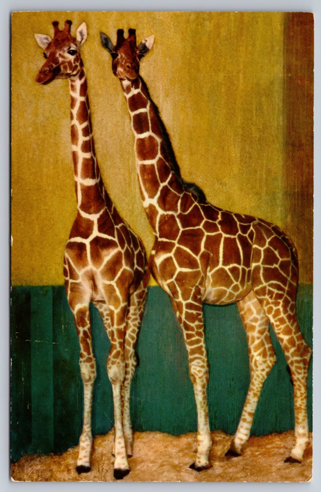 Brookfield Illinois Reticulated Giraffe at Chicago Zoo Vintage Postcard
