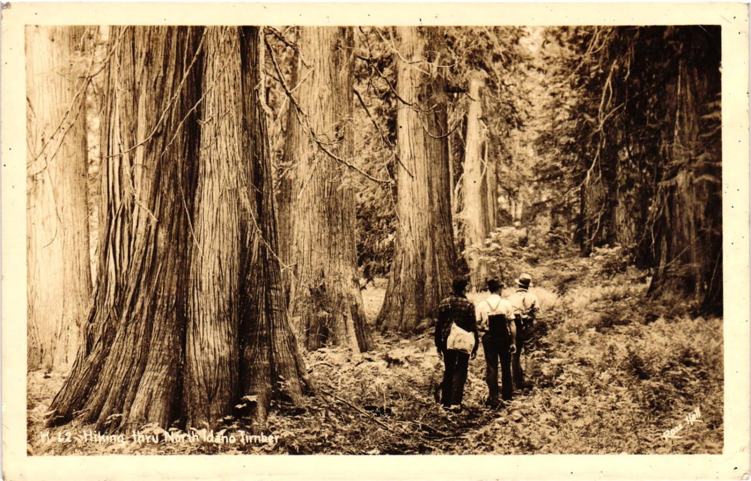 RPPC North Idaho Timber Hiking Ross Hall Real Photo Postcard Forest Vintage
