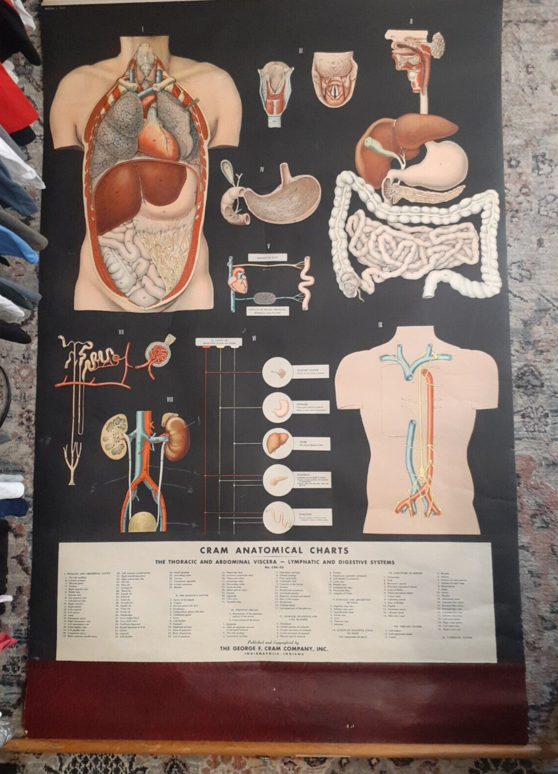 RARE Vintage Cram Large Anatomical Chart 60